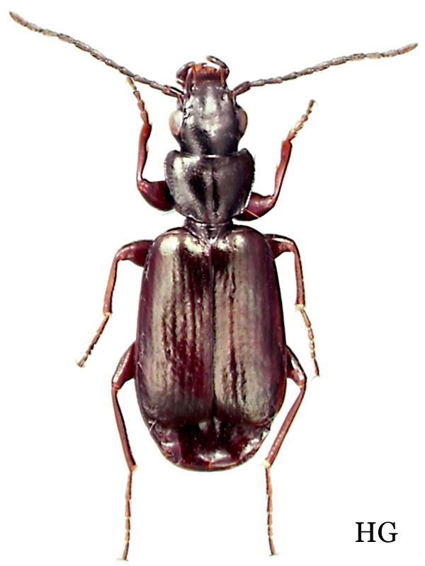 Microlestes Subfamily Lebiinae Bonelli 1810 Carabidae