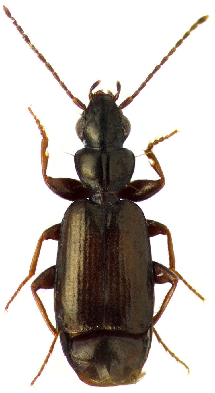 Microlestes Genus Microlestes SchmidtGobel 1846 41 Carabidae