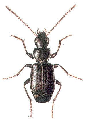 Microlestes Microlestes SchmidtGoebel 1846 Carabidae Lebiini