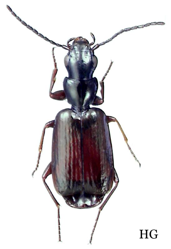 Microlestes Genus Microlestes SchmidtGobel 1846 41 Carabidae