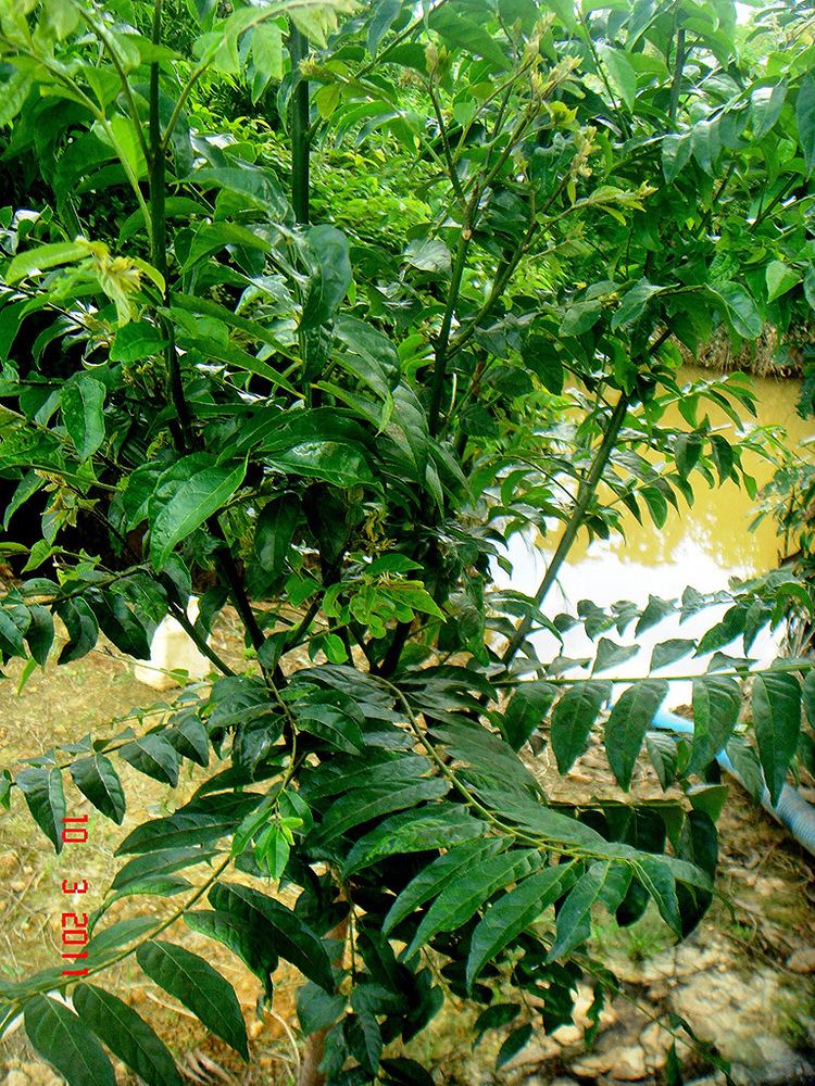 Micromelum minutum Micromelum minutum Images Useful Tropical Plants