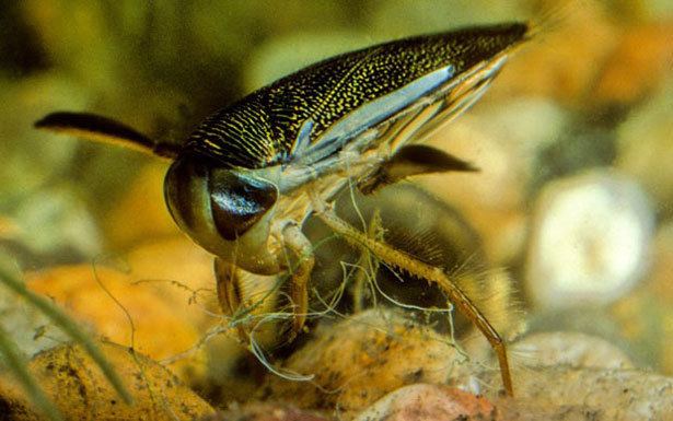 Micronecta scholtzi The loudest animal in the world Weird Hut