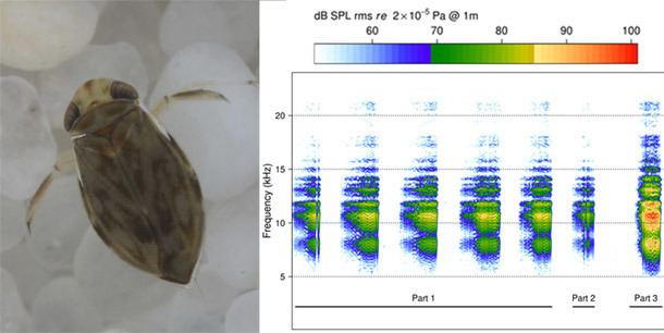 Micronecta scholtzi Tiny water insect makes recordbreaking song with his penis Not