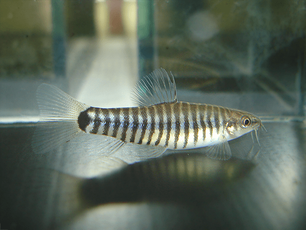 Micronemacheilus cruciatus wwwseriouslyfishcomwpcontentuploads201209Y