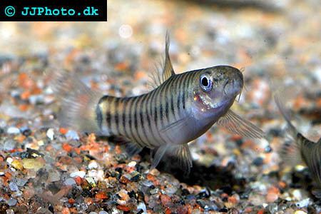 Micronemacheilus cruciatus Yunnanilus cruciatus the Hovering Zebra Loach Vietnamese Multi