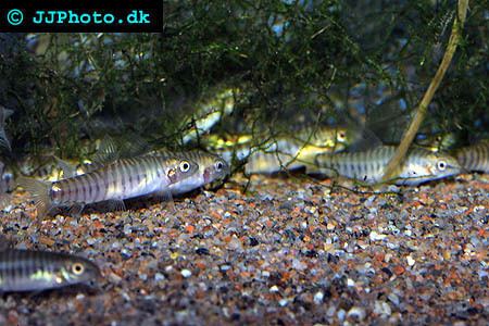Micronemacheilus cruciatus Yunnanilus cruciatus the Hovering Zebra Loach Vietnamese Multi