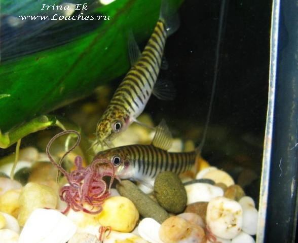 Micronemacheilus cruciatus Micronemacheilus cruciatus