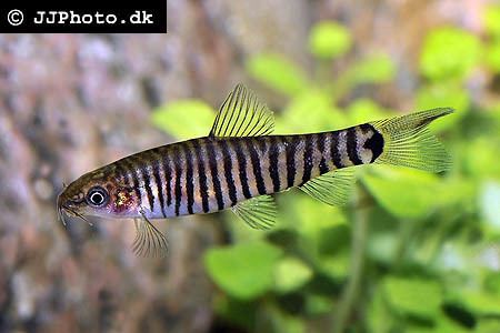 Micronemacheilus cruciatus Yunnanilus cruciatus the Hovering Zebra Loach Vietnamese Multi