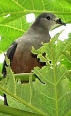 Micronesian imperial pigeon wwwcamacdonaldcombirdingMicronesianImperialPi