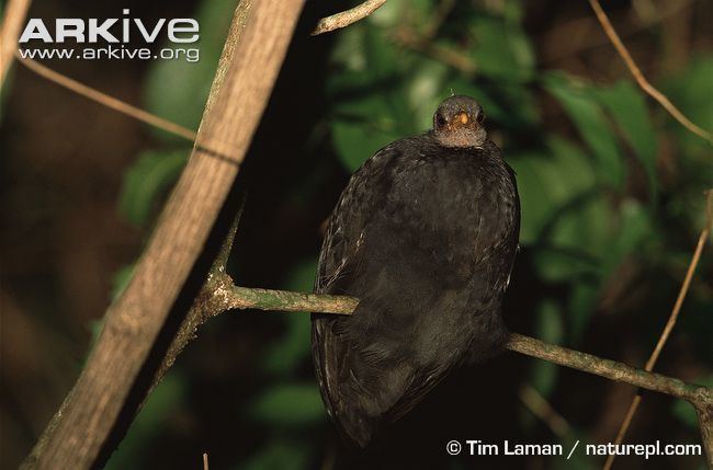 Micronesian megapode Micronesian megapode videos photos and facts Megapodius laperouse