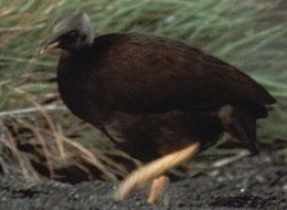 Micronesian megapode Micronesian megapode Pacific Islands Fish and Wildlife Office