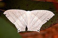 Micronia aculeata httpsuploadwikimediaorgwikipediacommonsthu