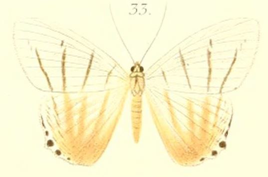 Micronia notabalis