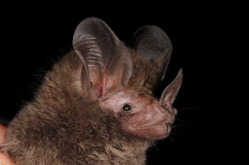 Micronycteris little bigeared bat observed by laguirre on January 17 2012