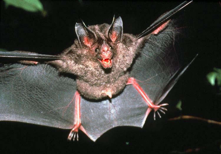 Micronycteris Micronycteris Bat Photograph by Dr Morley Read