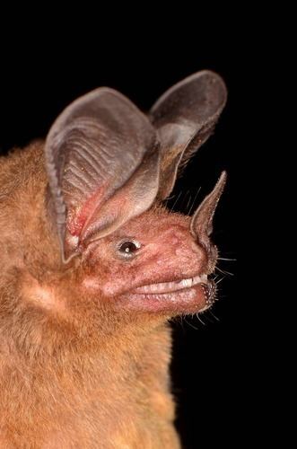 Micronycteris Common Bigeared Bat observed by svaldvard on December 21 2011