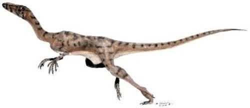 Micropachycephalosaurus Micropachycephalosaurus Pictures amp Facts The Dinosaur Database