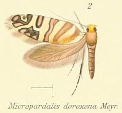 Micropardalis doroxena