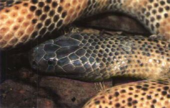 Micropechis Micropechis ikaheka the Smalleyed snake Tetrapod Zoology