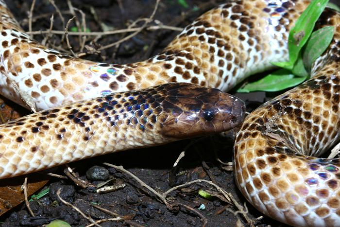 Micropechis CalPhotos Micropechis ikaheka New Guinea Smalleyed Snake