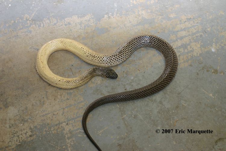 Micropechis ikaheka CalPhotos Micropechis ikaheka New Guinea Small Eyed Snake