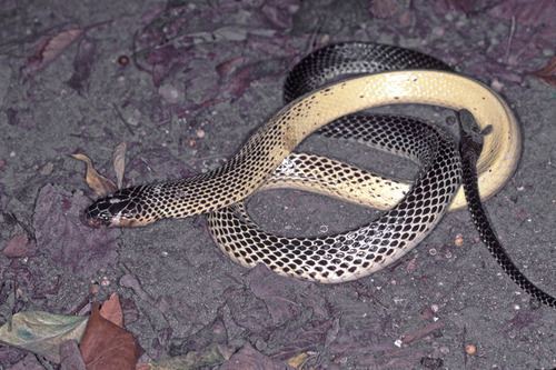 Micropechis ikaheka New Guinea Smalleyed Snake Micropechis ikaheka iNaturalistorg