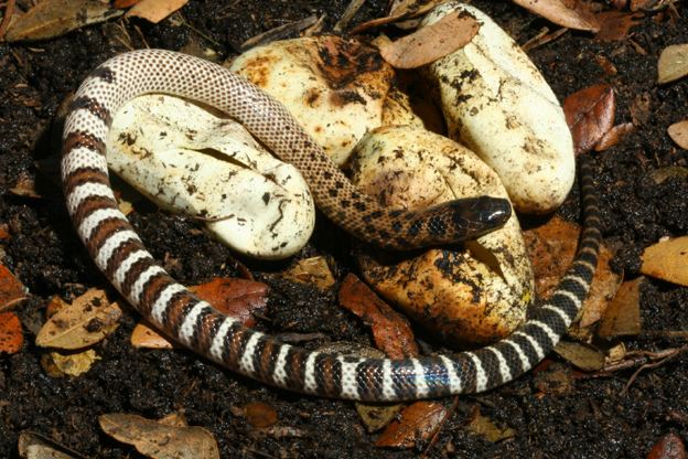 Micropechis ikaheka CalPhotos Micropechis ikaheka New Guinea Smalleyed Snake