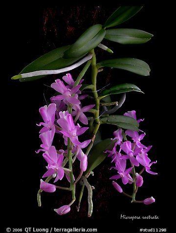 Micropera Micropera rostrata Orchid Board Most Complete Orchid Forum on