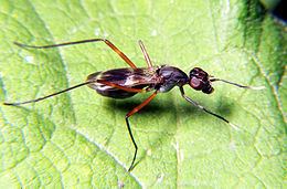 Micropezidae Micropezidae Wikipedia la enciclopedia libre