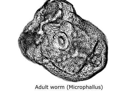 Microphallus wwwindianaeducurtwebimage20filesmicrop20ad