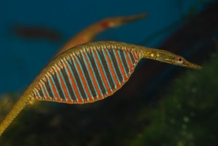 Microphis Freshwater Pipefish Microphis deocata fishies Pinterest