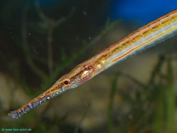 Microphis The Brackish Tank Short Tailed Pipefish Genus Microphis Species