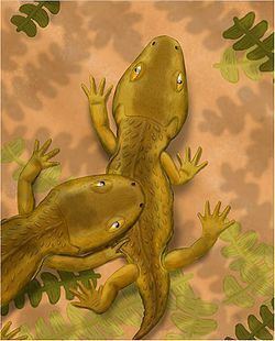 Micropholis (amphibian) httpsuploadwikimediaorgwikipediacommonsthu