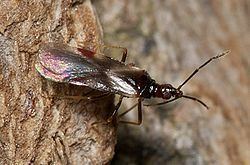 Microphysidae httpsuploadwikimediaorgwikipediacommonsthu