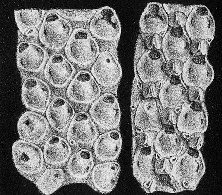 Micropora neogenebryozoansmyspeciesinfositesneogenebryoz