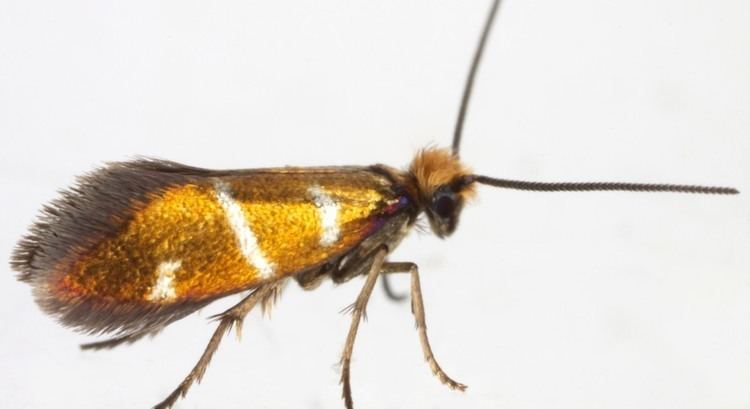Micropterigidae 01 Micropterigidae British Lepidoptera
