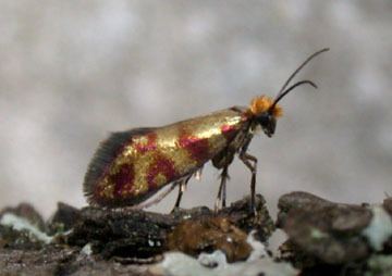 Micropterigidae Hants Moths Micropterigidae to Eriocraniidae