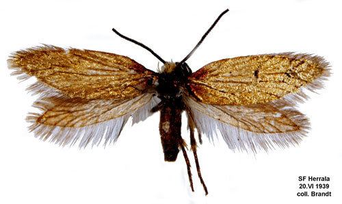 Micropterix calthella Micropterix calthella Insecta Lepidoptera Micropterigidae