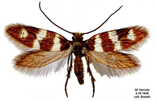 Micropterix Micropterix aureatella Insecta Lepidoptera Micropterigidae
