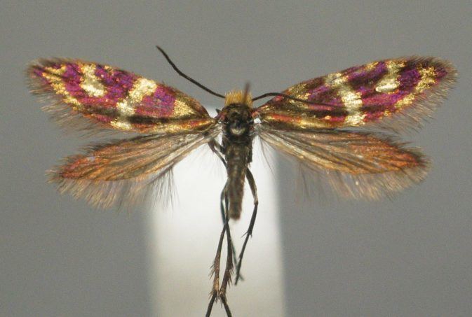 Micropterix osthelderi
