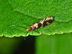 Micropterix rothenbachii httpsuploadwikimediaorgwikipediacommonsthu