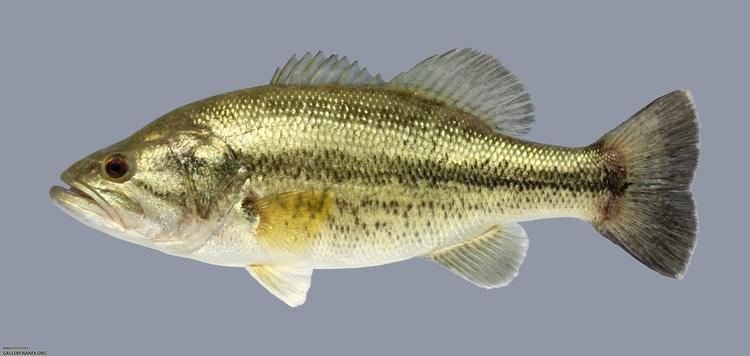 Micropterus Alchetron The Free Social Encyclopedia