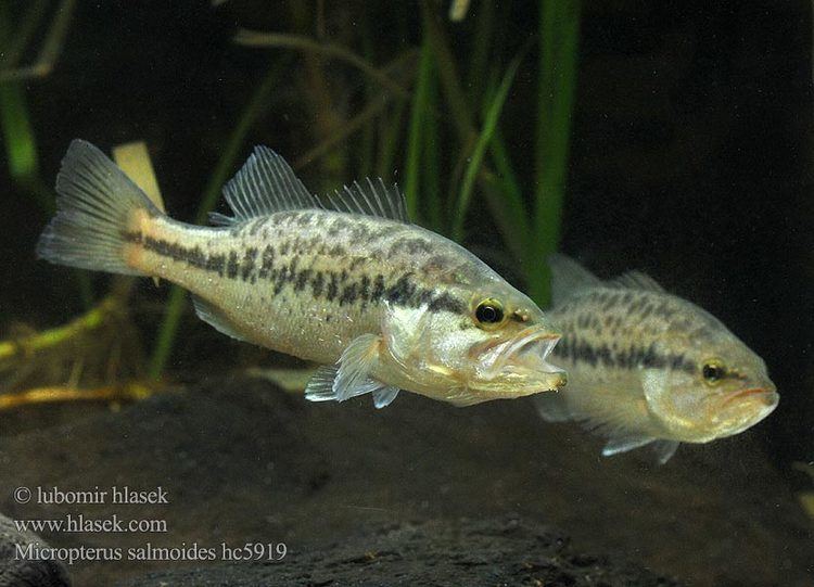 Micropterus Largemouth Bass Micropterus salmoides