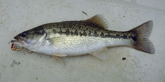 Micropterus Fish Identification