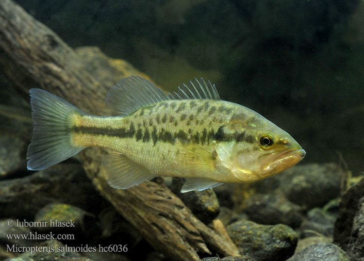 Micropterus Largemouth Bass Micropterus salmoides