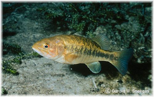 Micropterus Fish Identification
