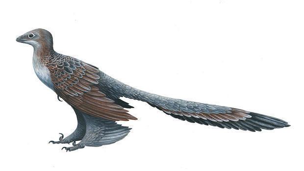 Microraptor Microraptor Facts Pictures Discovery Adaptation and Behavior