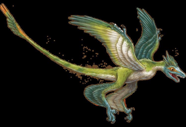 Microraptor Microraptor Facts and Pictures