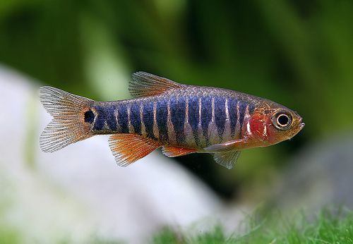 Microrasbora Microrasbora Erythromicron male in spawning small fish community