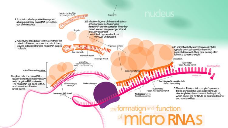 MicroRNA